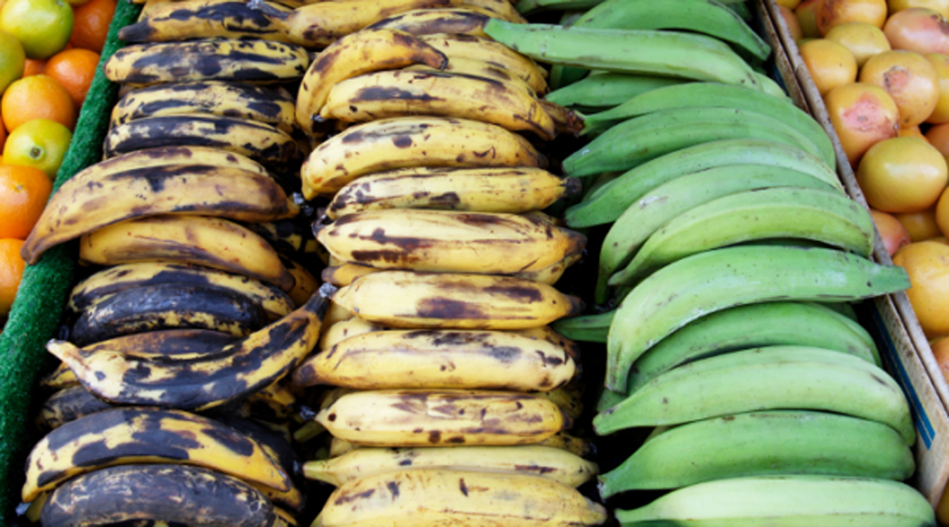 Photo: Variety of Plantains